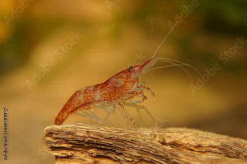 Red Variety Fancy Dwarf Shrimp Neocaridina Davidi
