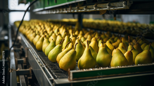 Boxes of ripe and flavorful pears, displayed on a conveyor, each one offering a crisp and juicy bite. 