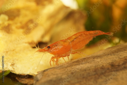 Red Variety Fancy Dwarf Shrimp Neocaridina Davidi © Zakaryah