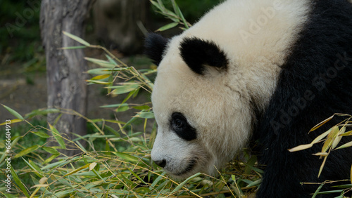Fototapeta Naklejka Na Ścianę i Meble -  Oso Panda