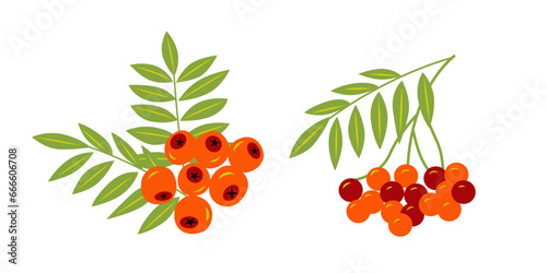 Fototapeta Naklejka Na Ścianę i Meble -  Rowan branches. Vector color isolated illustration