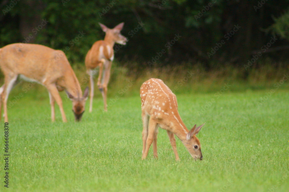 Whitetail Deer Fawn with Adults