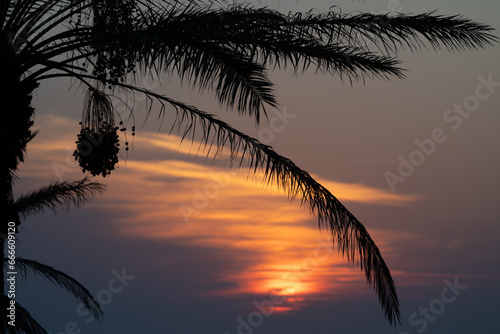 Silhouette of palm trees at sunset