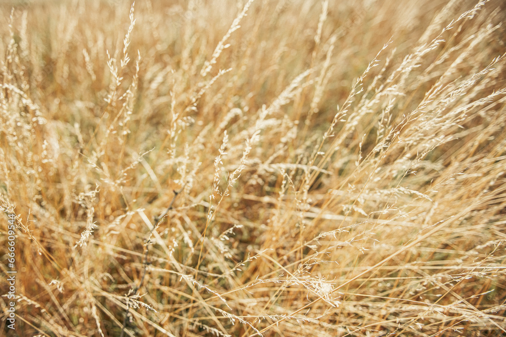 Fototapeta premium background texture of grass waving under the wind