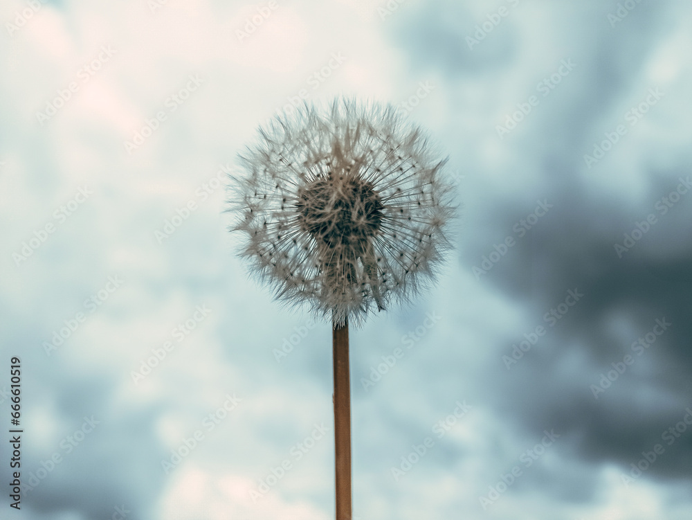 dandelion on sky