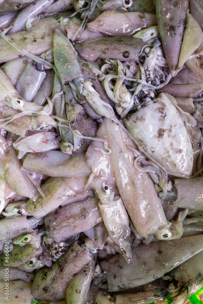squid seafood in fresh market.