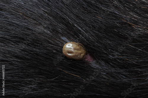 closeup of an adult tick on dog fur