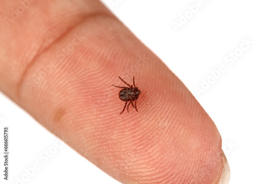 Tick crawling on human skin