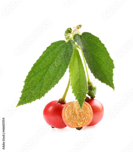 Takhop pak (thai name), Governor's plum (Flacourtia indica (Burm.f.) Merr.) photo