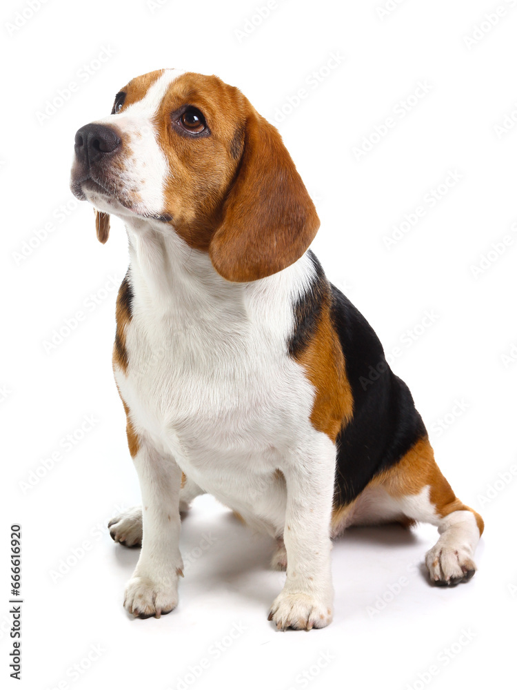 beagle dog isolated on white background