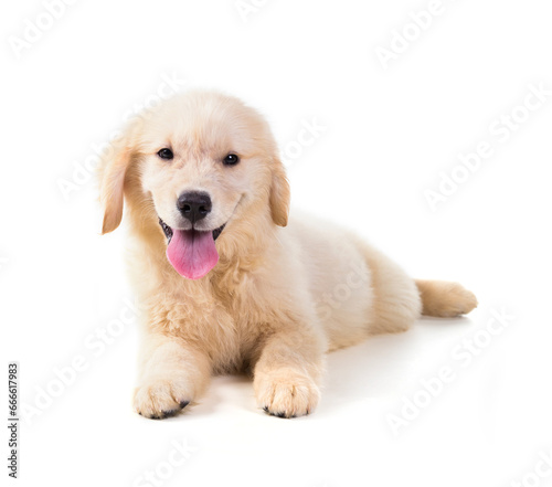 Cute Golden Retriever Puppy isolate on white background. © bajita111122