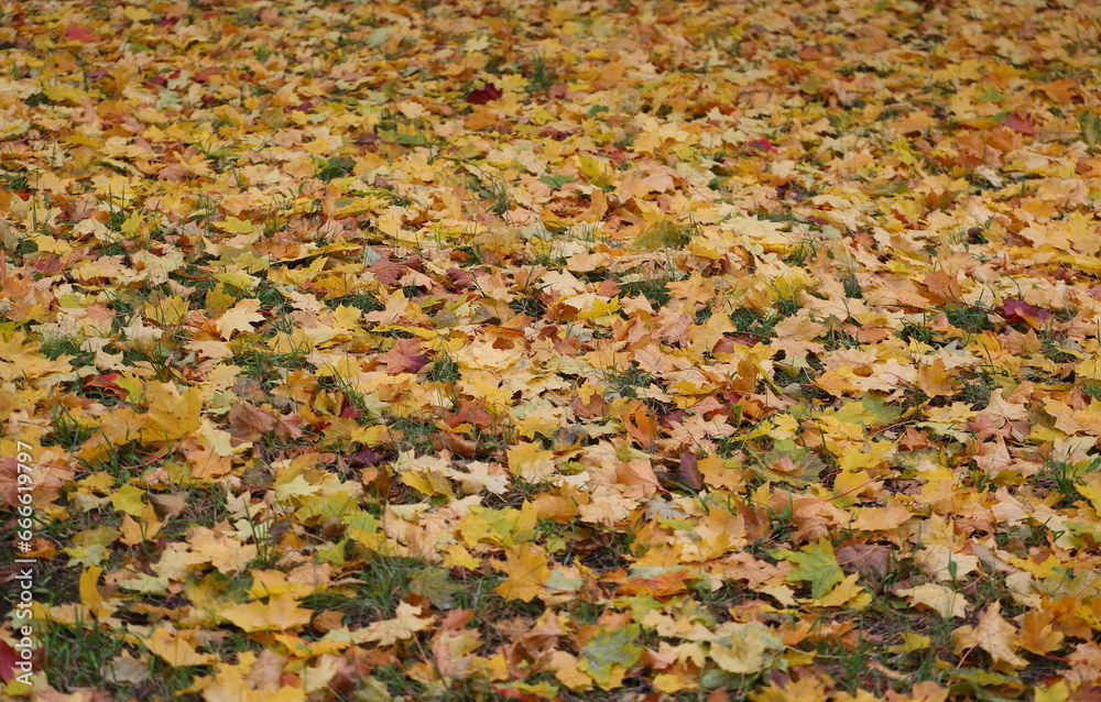 The ground is covered with fallen autumn leaves The ground is covered with fallen autumn leaves