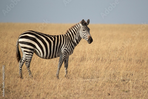 common zebra in the grasslands of the African savannah with the last light of the day photo