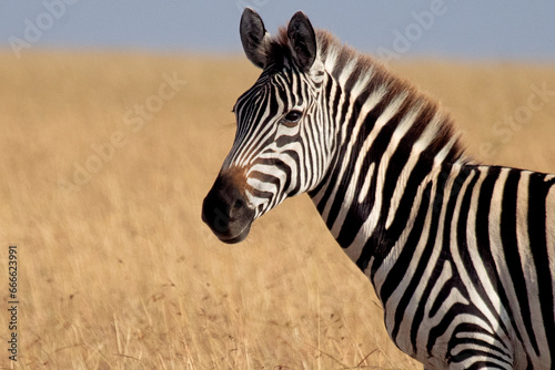 common zebra in the grasslands of the African savannah with the last light of the day