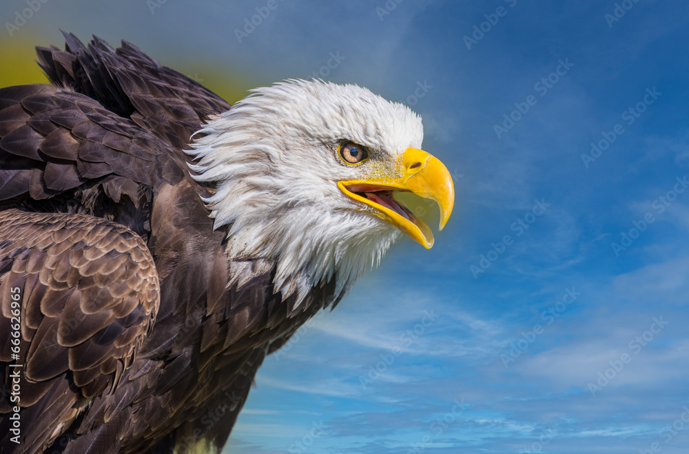 Obraz premium Bald Eagle with Mouth Open