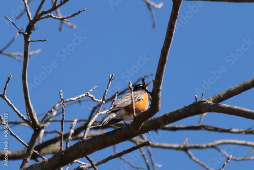 Beautiful robin perched in the tree. His black feathers blending in with the bare branches. His little orange belly stands out. The limbs of the tree do not have leaves due to the winter season. photo