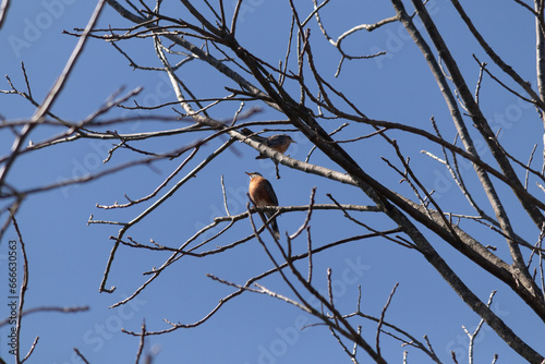 Two robins perched in the tree. The black feathers blending in with the bare branches. The little orange bellies stand out. The limbs of the tree do not have leaves due to the winter season.