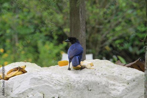 ave gralha azul - Cyanocorax caeruleus photo