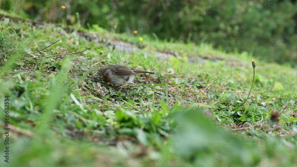 Erithacus rubecula bird looking for food, High Tatras Park, Slovakia. Erithacus rubecula bird looking for food, High Tatras Park, Slovakia.