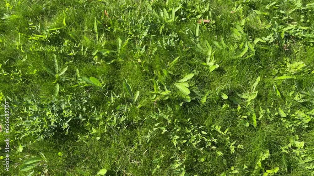 Lawn overgrown with green grass in sunny windy day Lawn overgrown with green grass in sunny windy day