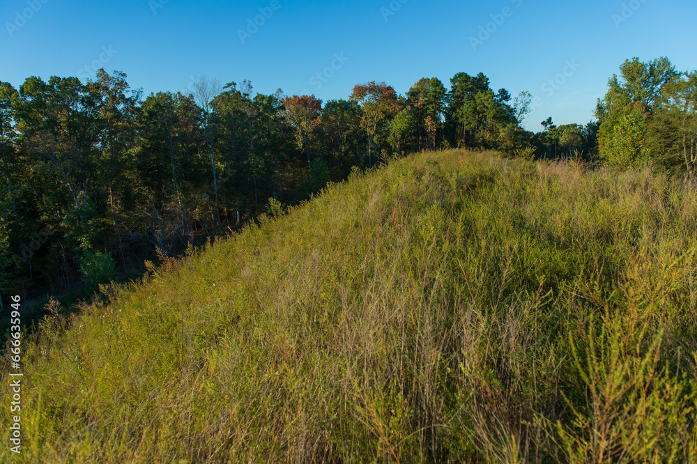 A muted green hillside with forest in the background and blue sky A muted green hillside with forest in the background and blue sky