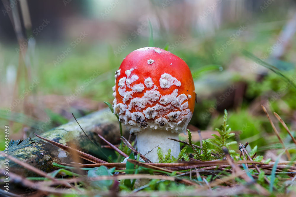 Red Amanita muscaria mushrooms in a forest Red Amanita muscaria mushrooms in a forest