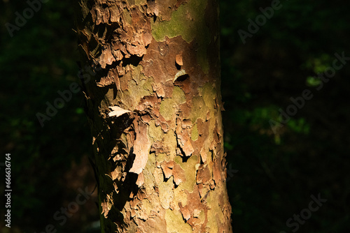 flaky birch bark in hard sunlight