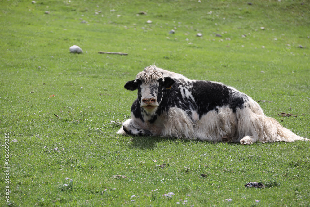 Obraz premium Yak grazing in the Mongolian steppe