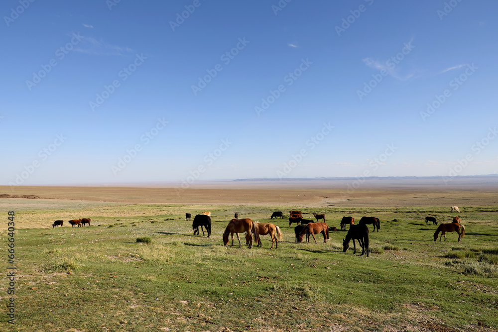 Group of horses grazing in the Mongolian steppe Group of horses grazing in the Mongolian steppe