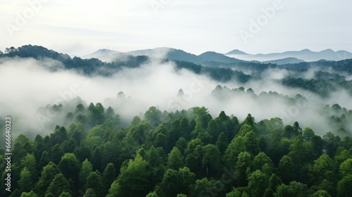 A panoramic view of a dense forest with a white fog covering the treetops