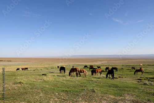 Group of horses grazing in the Mongolian steppe © Stefano