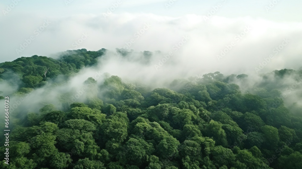 A panoramic view of a dense forest with a white fog covering the treetops
