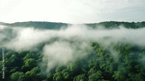 A panoramic view of a dense forest with a white fog covering the treetops