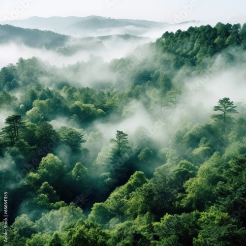 A panoramic view of a dense forest with a white fog covering the treetops © olegganko
