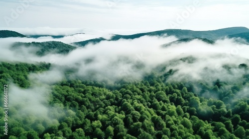 A panoramic view of a dense forest with a white fog covering the treetops