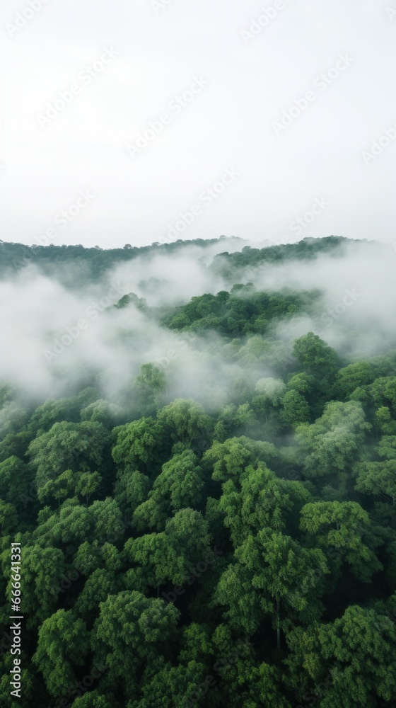 A panoramic view of a dense forest with a white fog covering the treetops