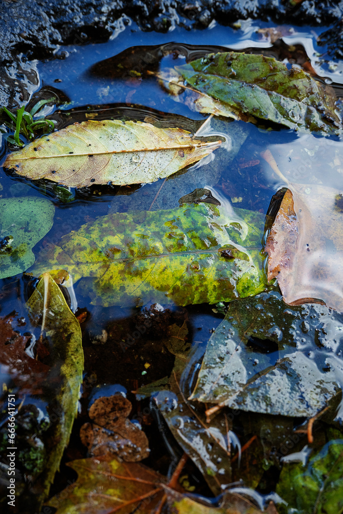 Fallen autumn leaves in a puddle, closeup of photo Fallen autumn leaves in a puddle, closeup of photo