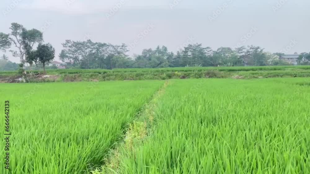 description and view of green rice plants spread across vast rice fields in rural areas description and view of green rice plants spread across vast rice fields in rural areas
