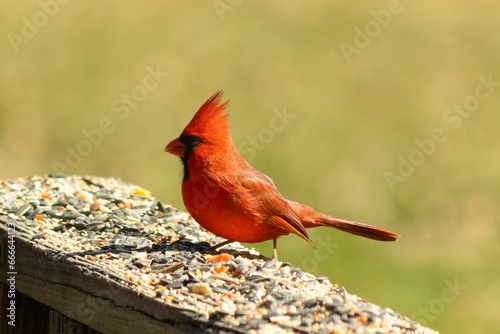 This beautiful red cardinal came out to the brown wooden railing of the deck for food. His beautiful mohawk standing straight up with his black mask. This little avian is surrounded by birdseed. © Larry