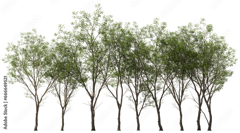 swietenia mahagon treeline group hq arch viz cutout