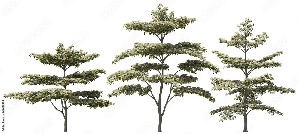 high white variegated pagoda dogwood trees group hq arch viz cutout