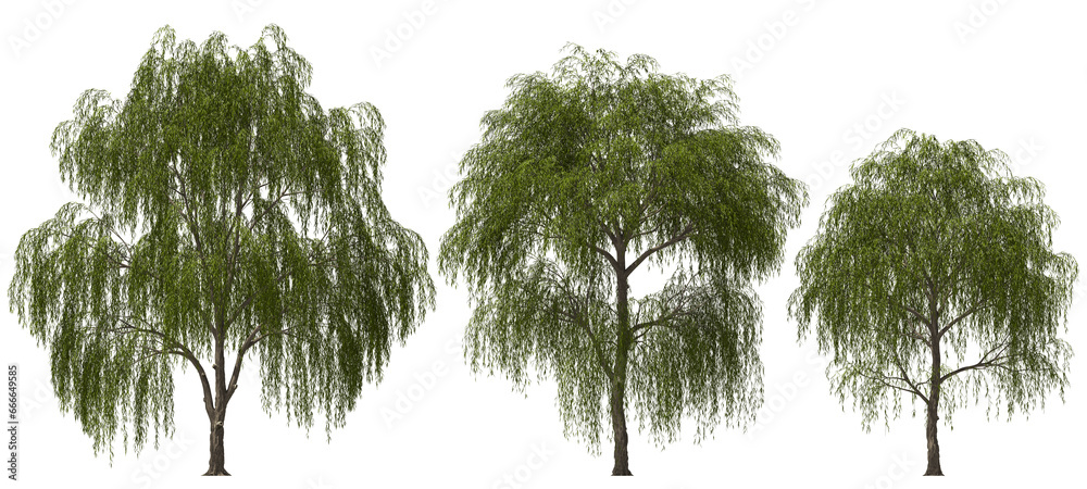 weeping willow trees group hq arch viz cutout