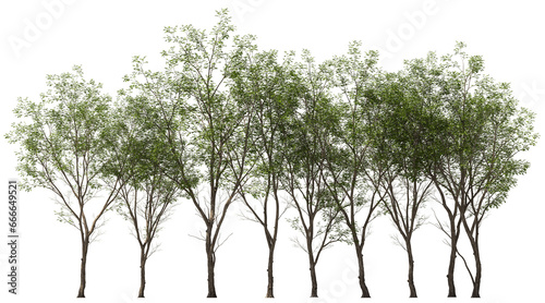 swietenia mahagon treeline group hq arch viz cutout photo