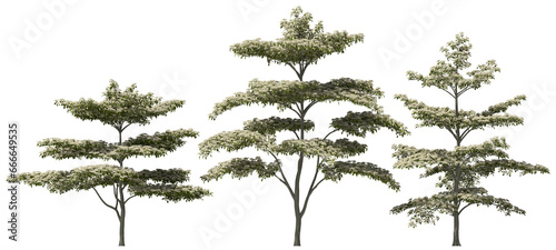 Obraz na płótnie high white variegated pagoda dogwood trees group hq arch viz cutout w salonie