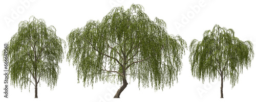 weeping willow trees group hq arch viz cutout photo