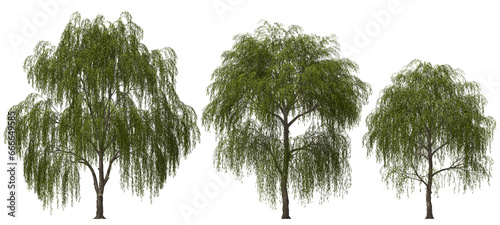 Obraz na płótnie weeping willow trees group hq arch viz cutout w salonie