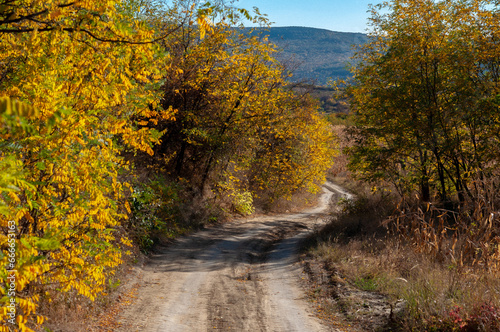 Autumn forest landscape (ID: 666653163)