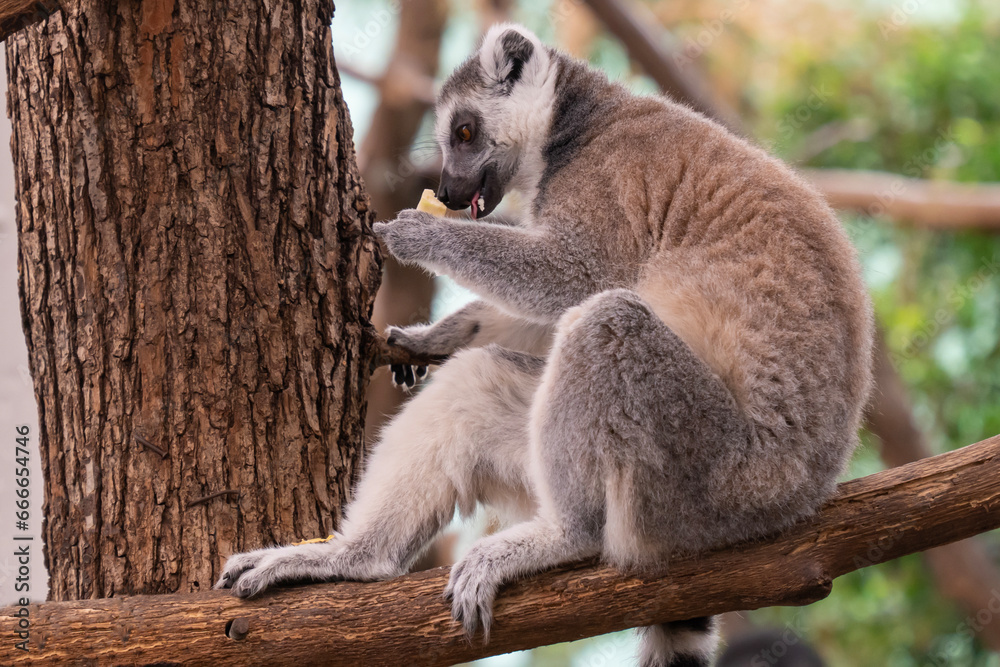A ring-tailed lemur (Lemur catta) sitting on a tree A ring-tailed lemur (Lemur catta) sitting on a tree