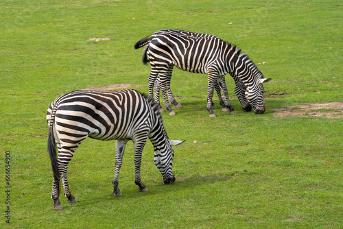 Two zebras (Hippotigris) in green grass