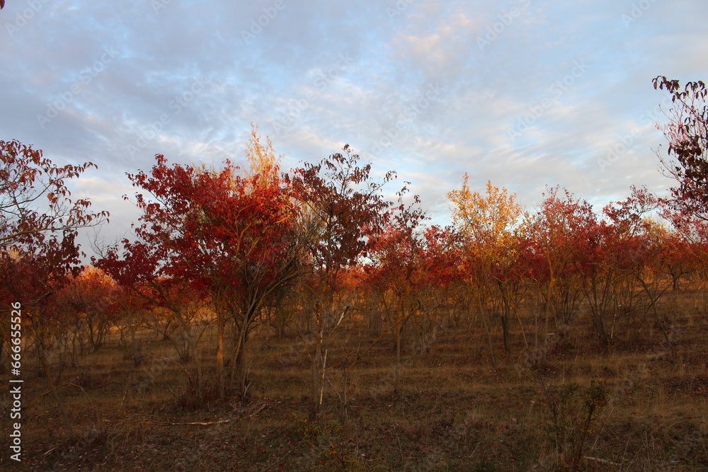 A field of trees with red leaves